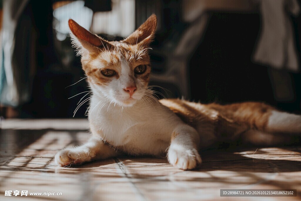 阳光下休憩的小猫