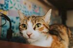 好奇张望的小猫咪