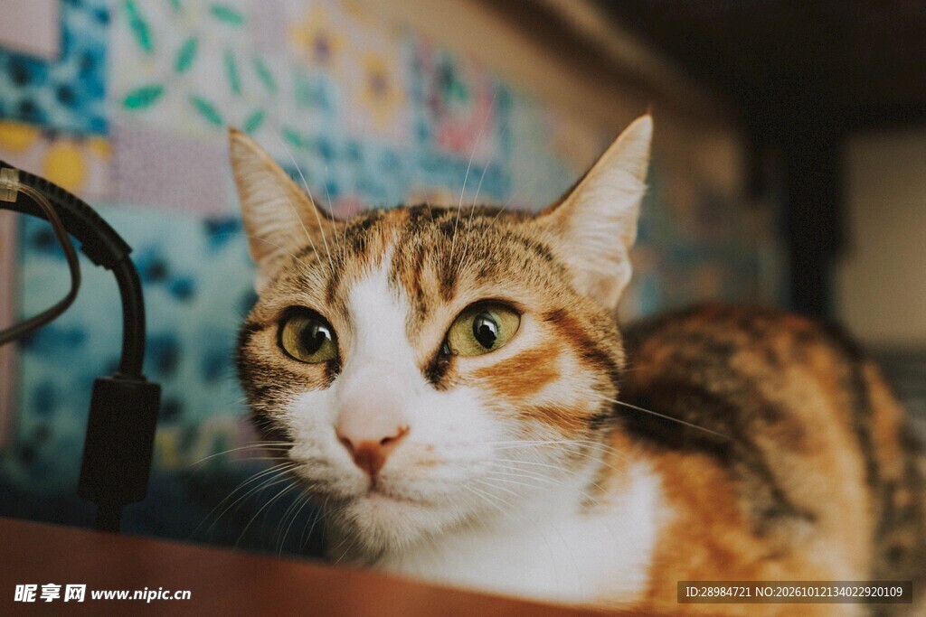 好奇张望的小猫咪