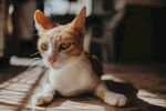阳光下休憩的小猫