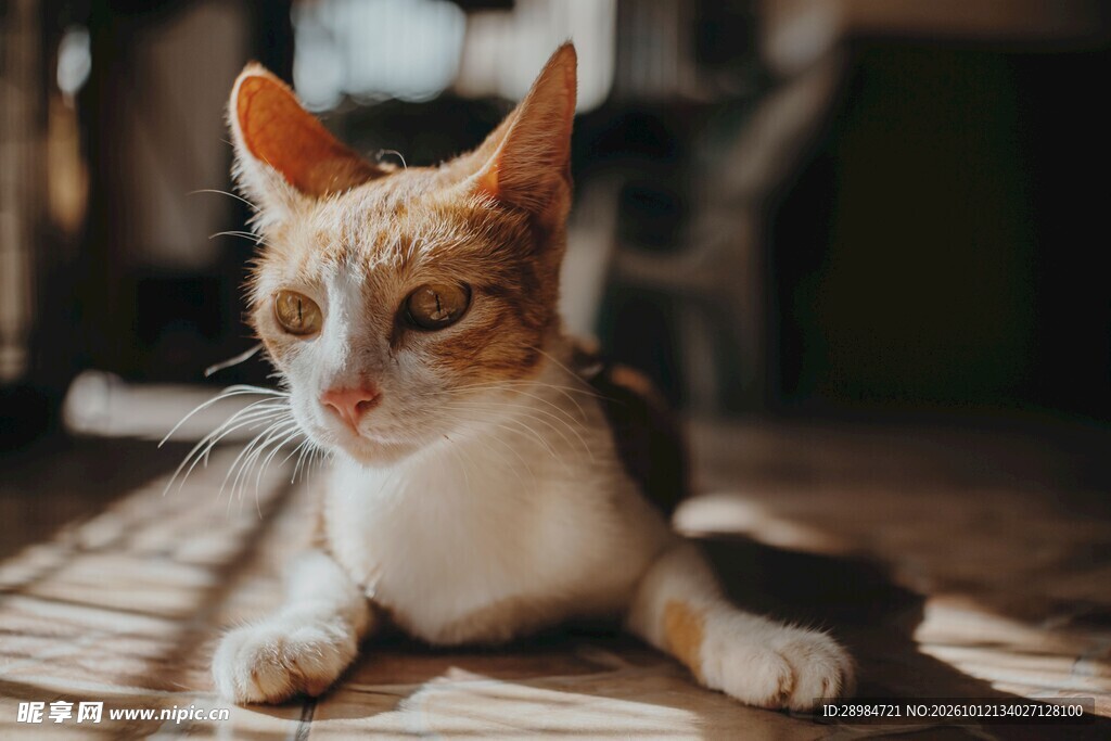阳光下休憩的小猫