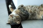 慵懒仰躺的虎斑猫