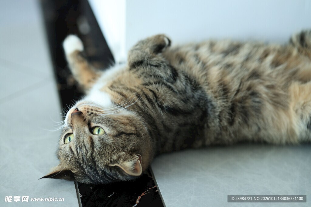 慵懒仰躺的虎斑猫