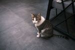 室内蹲坐的可爱小猫