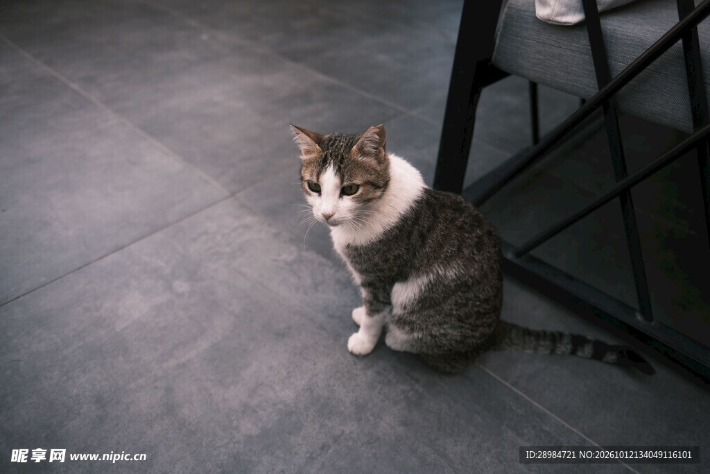 室内蹲坐的可爱小猫