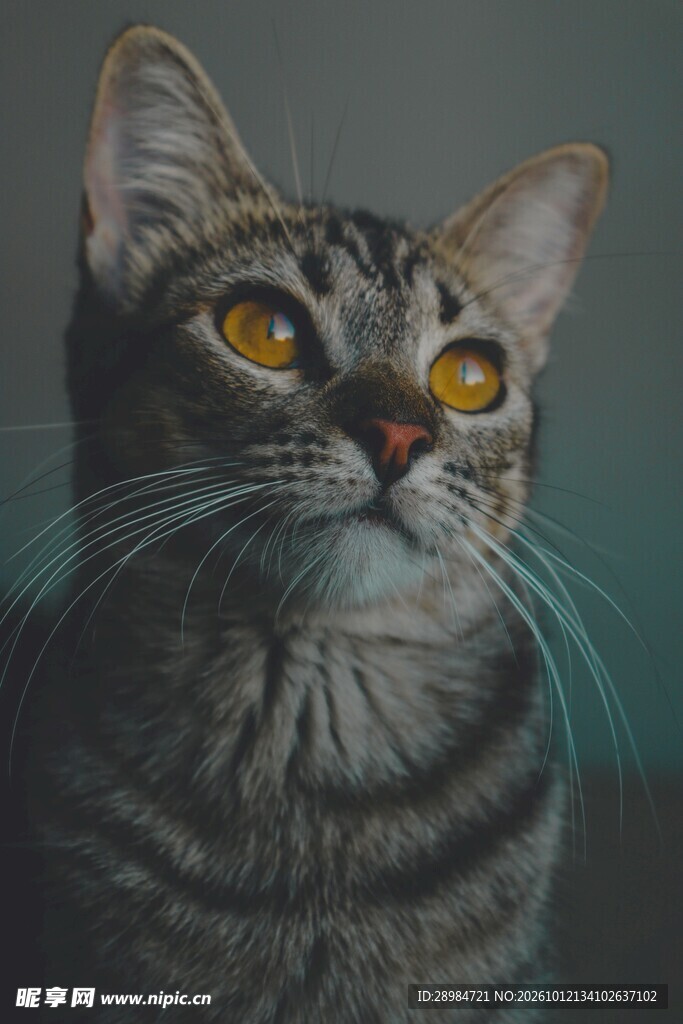 虎斑猫咪肖像特写