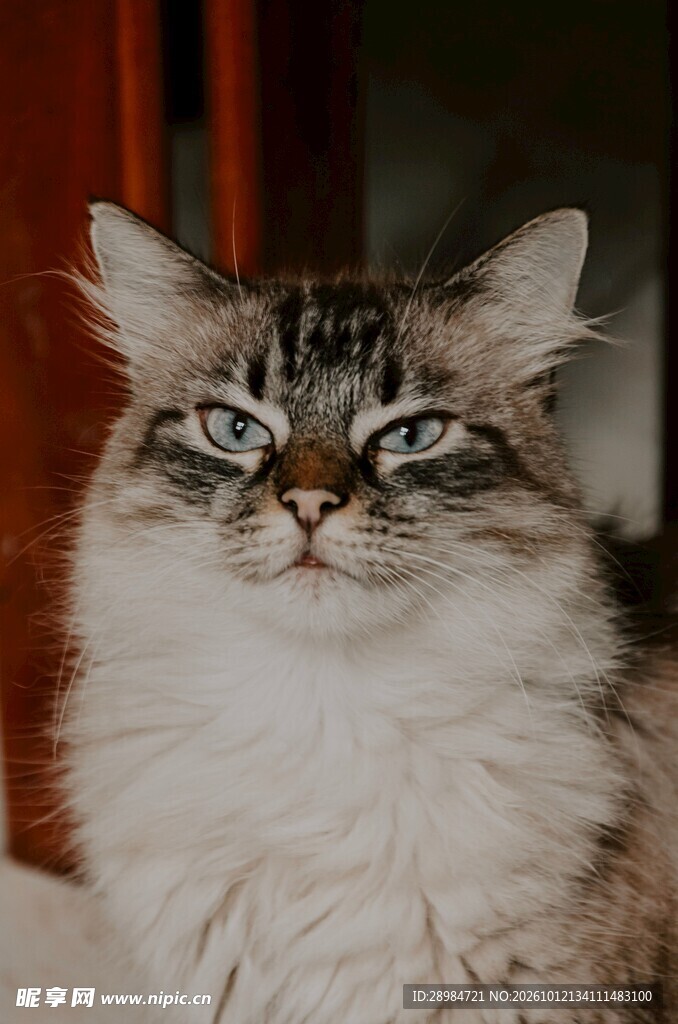 蓝眼长毛猫咪正面特写