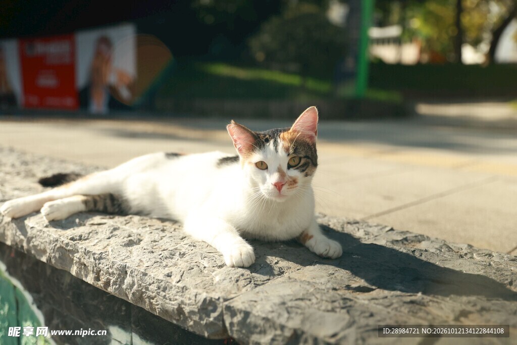 晒太阳的可爱小猫