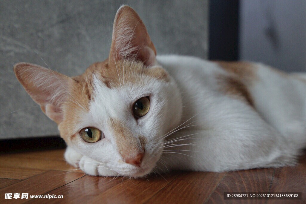 趴在木地板上的小猫