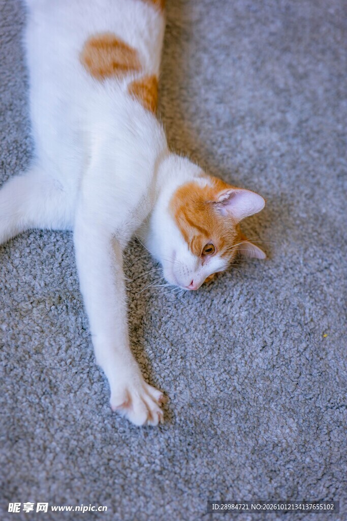 仰躺的白橘猫咪