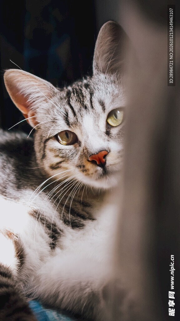 探头张望的可爱小猫