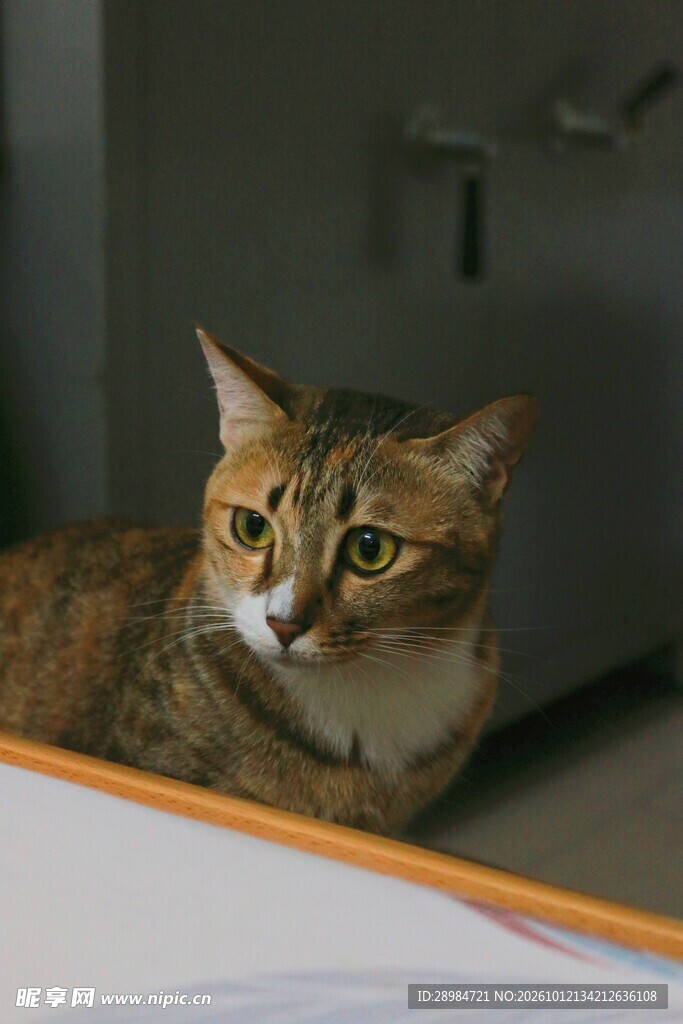 室内静卧的虎斑猫咪