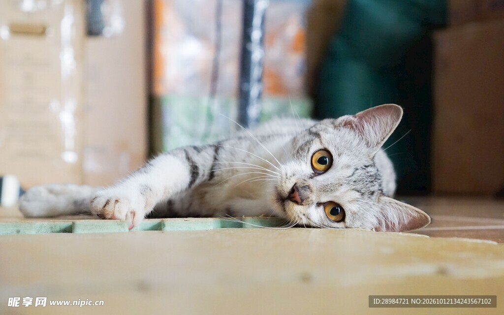 歪头躺卧的可爱虎斑猫