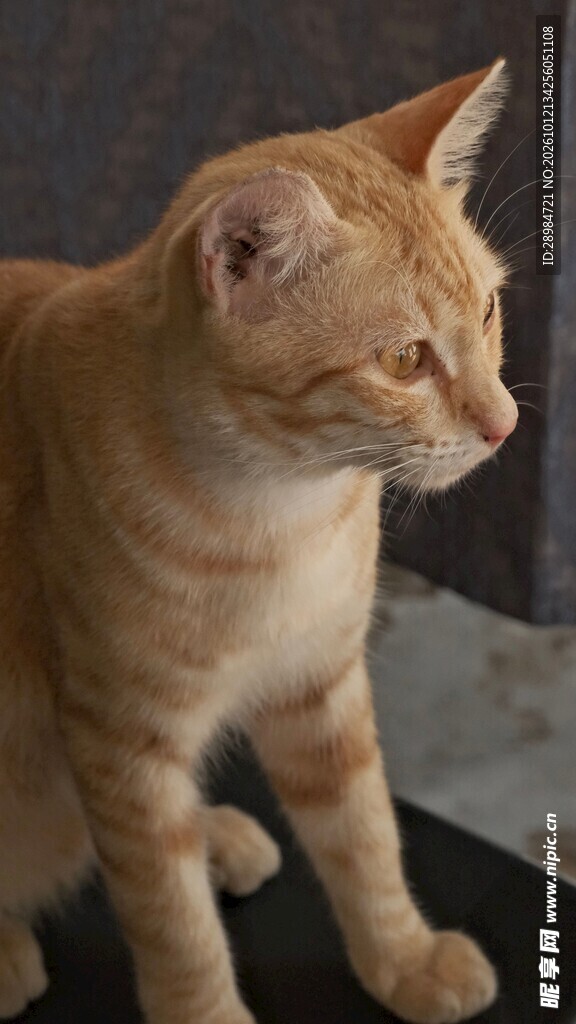 窗边橘猫