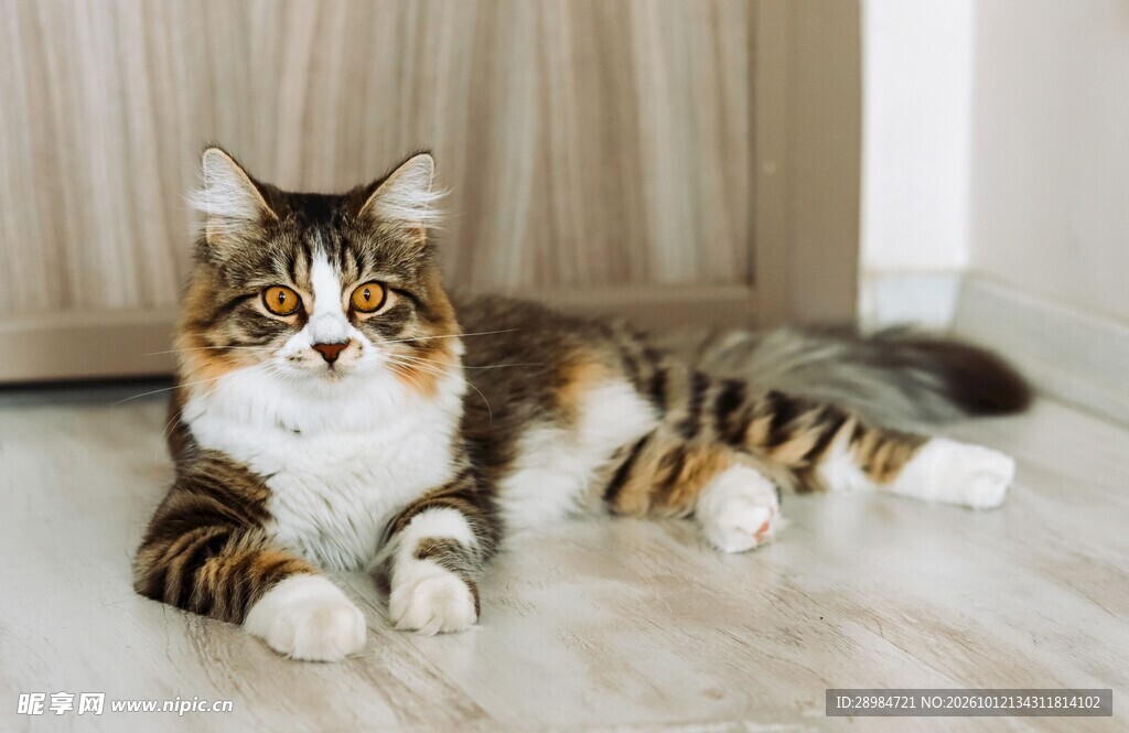 室内慵懒趴卧的卷耳猫