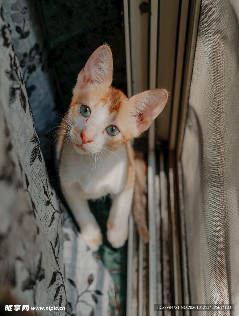窗边张望的可爱小奶猫