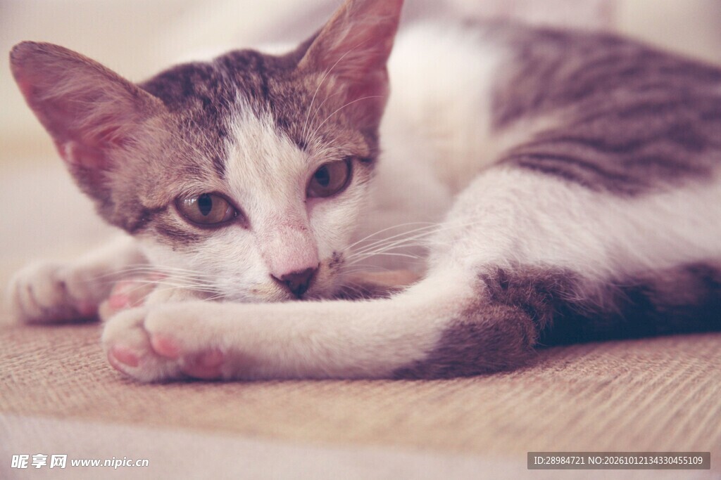 慵懒趴卧的小猫咪