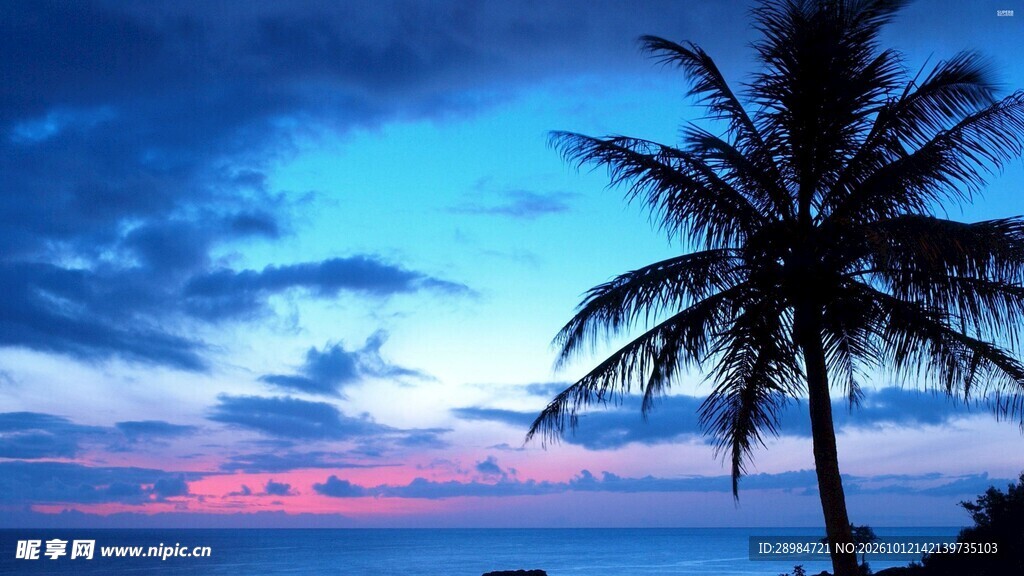 海滨暮色椰树剪影