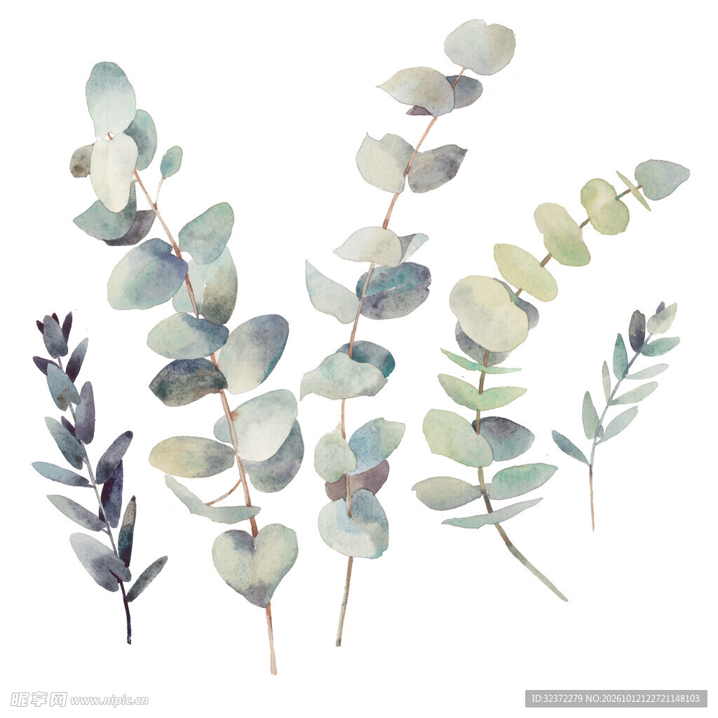 植物插画  