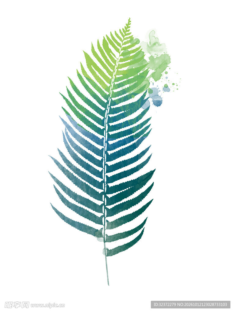 植物插画  