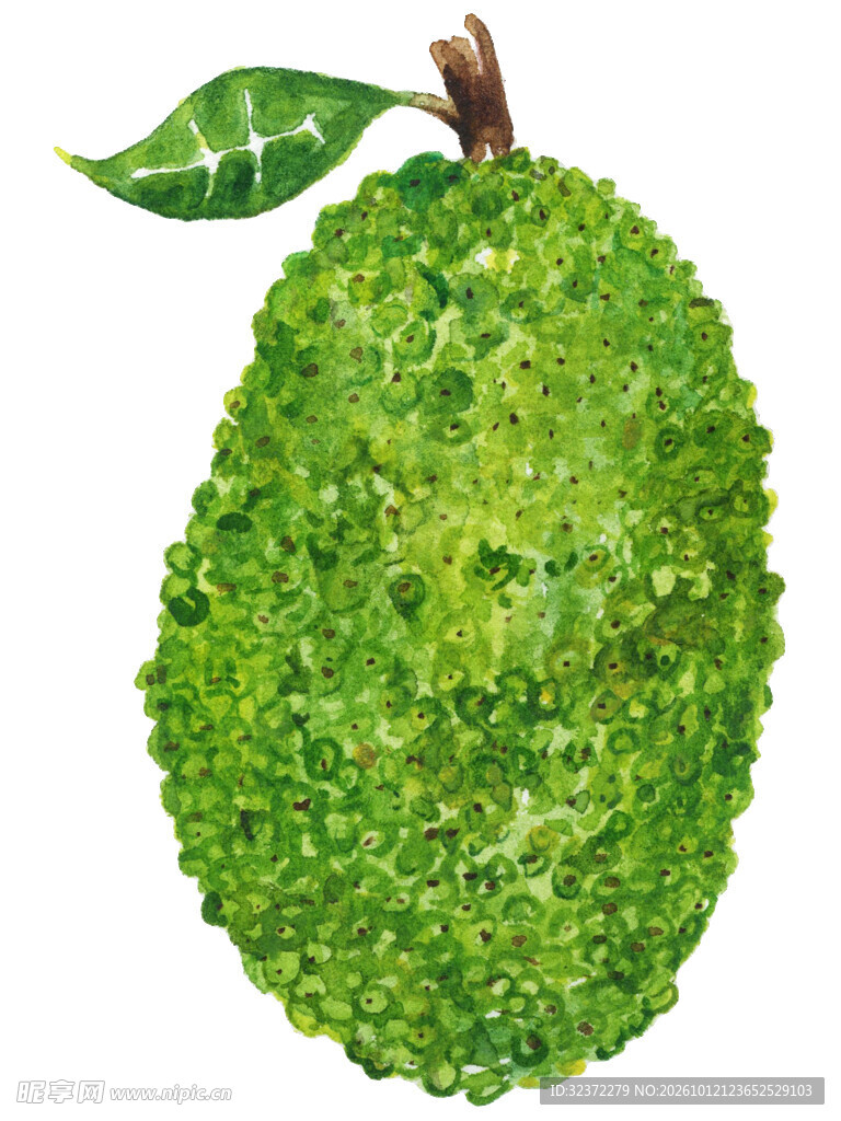 手绘水彩菠萝蜜
