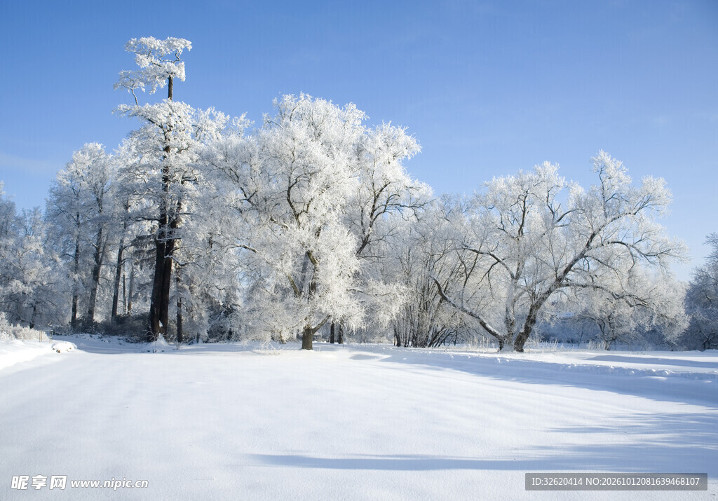 冬日雪后雾凇美景