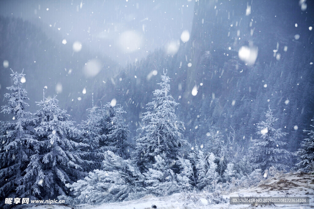 冬日林间飘雪美景