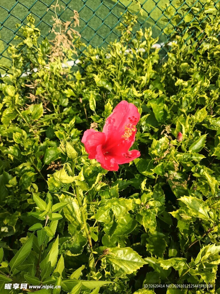 绿叶间的红色朱槿花