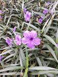 紫色翠芦莉花卉实拍