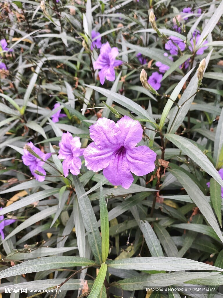 紫色翠芦莉花卉实拍