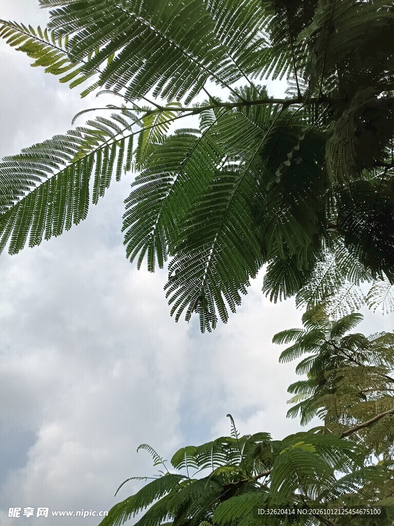 仰拍枝叶与多云天空