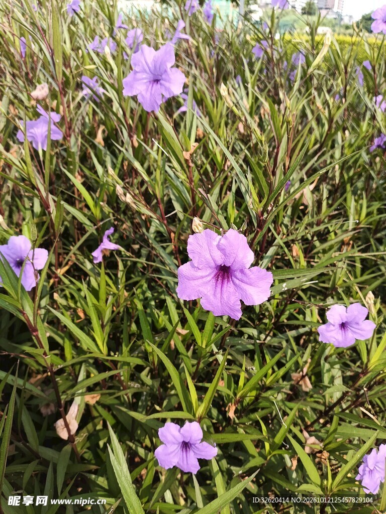 野外淡紫色小花丛