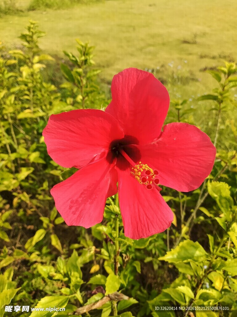 红色朱槿花特写