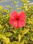 红色朱槿花