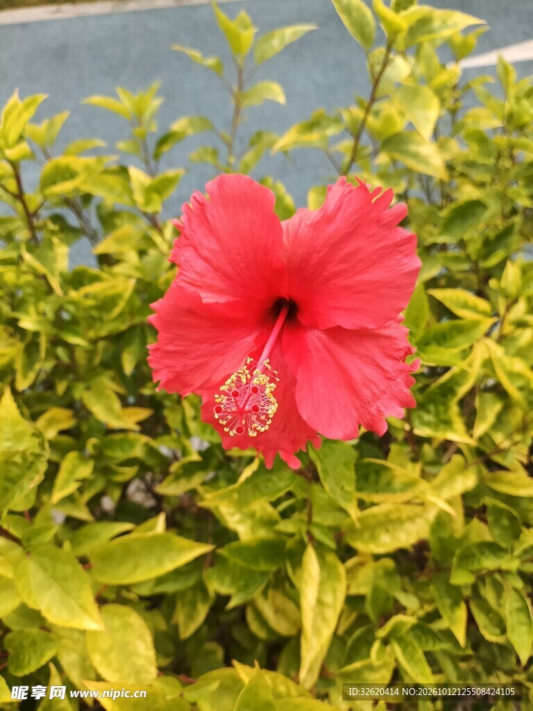 红色朱槿花