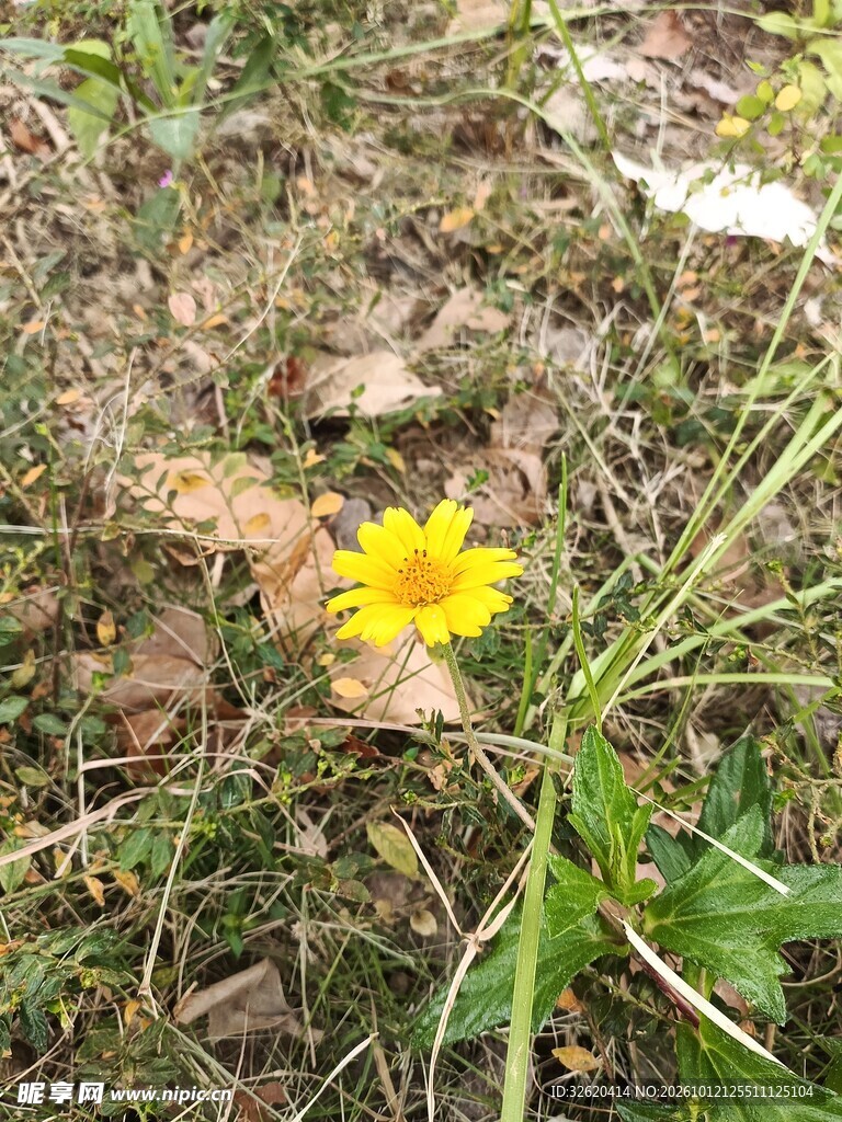 草丛中的黄色小野花