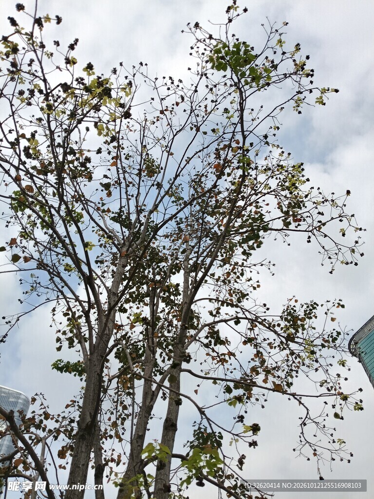 阴天仰拍树木景观