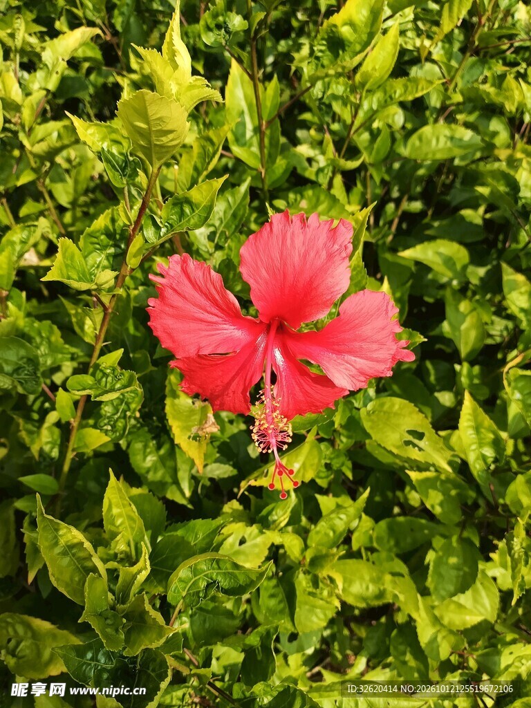 绿叶丛中红色朱槿花
