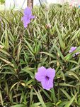 翠芦莉紫色小花