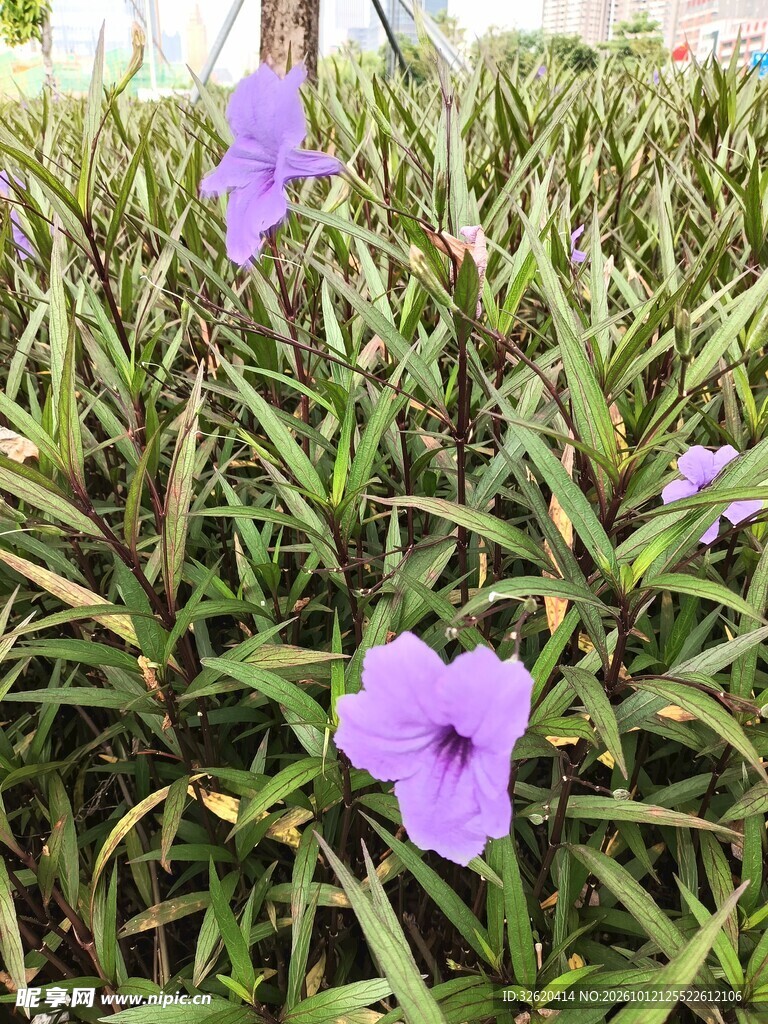 翠芦莉紫色小花