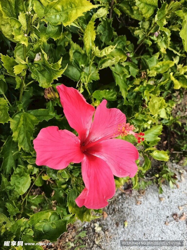 绿叶间的红色朱槿花