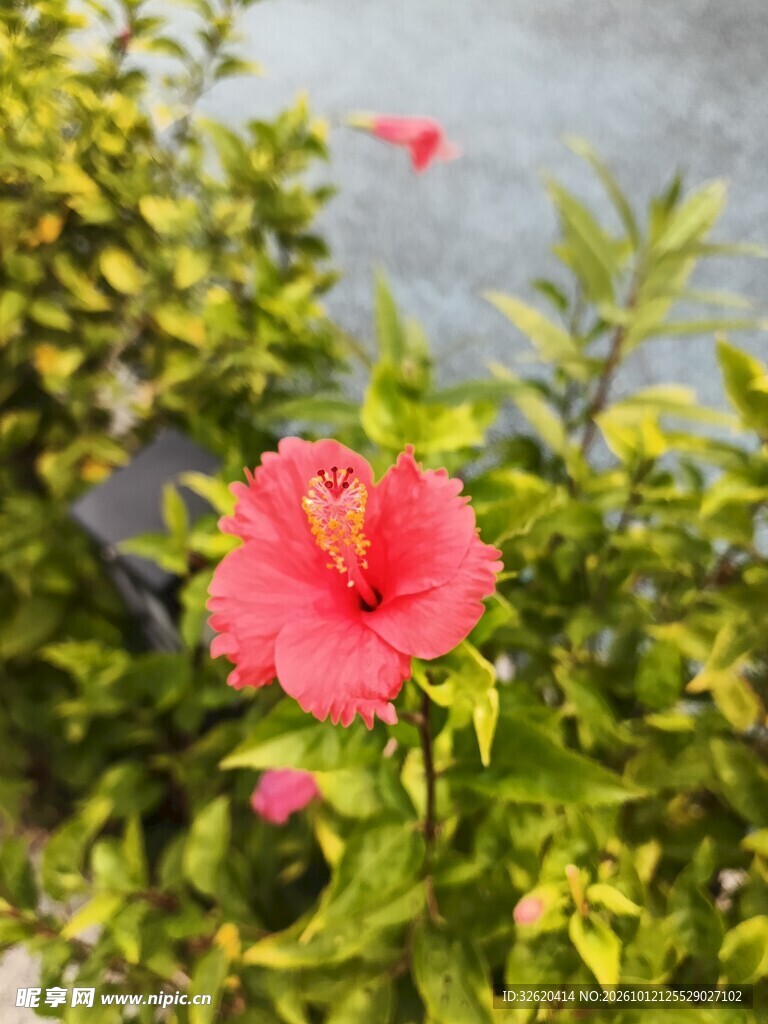 盛开的红色朱槿花