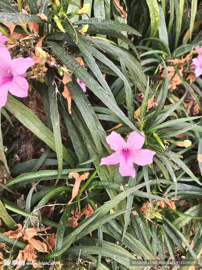 粉花翠芦莉绿植特写