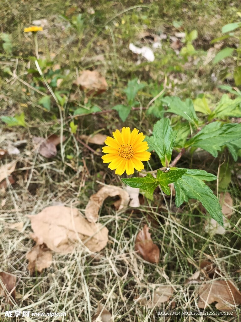 草地间的黄色小野花