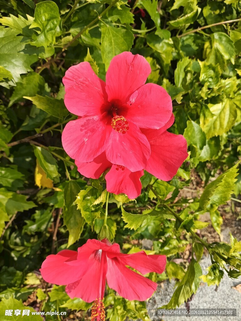 绿叶间的红色扶桑花