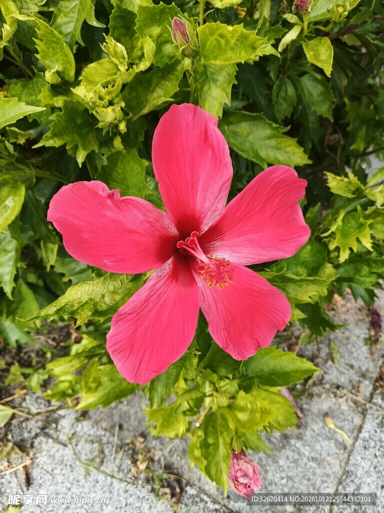 艳红朱槿花特写