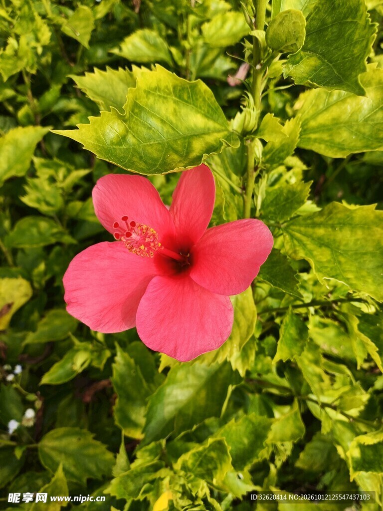 绿叶丛中红色小花