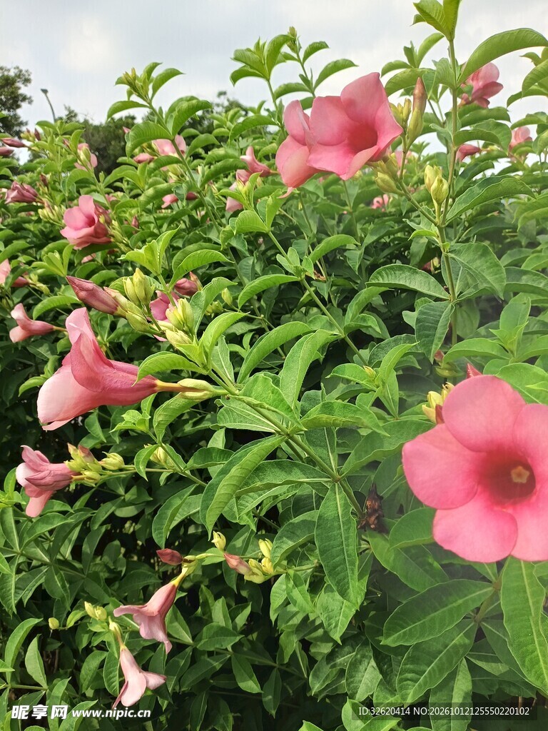 户外粉色观赏花丛