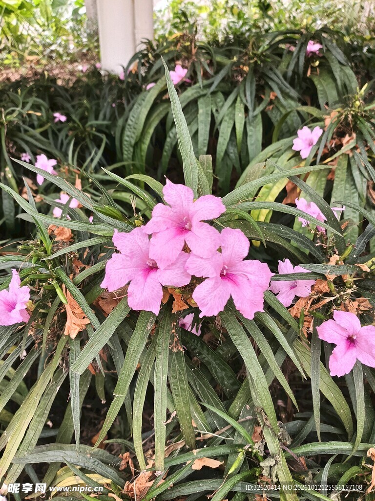 翠芦莉粉色花丛