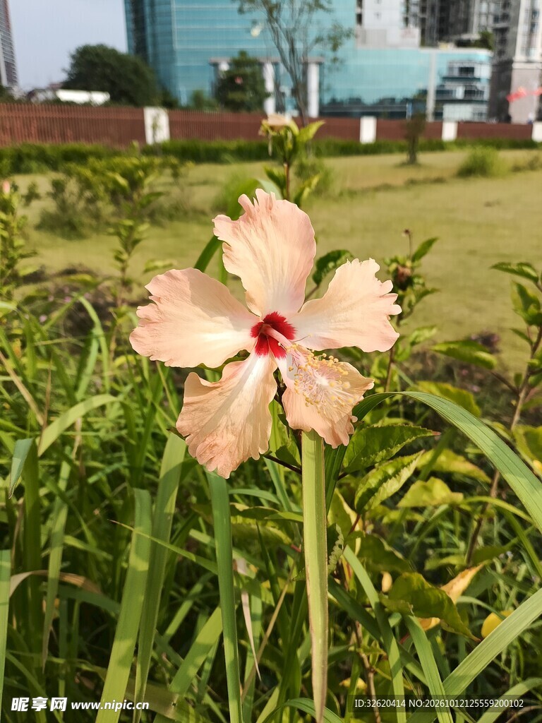 户外浅粉色石竹花